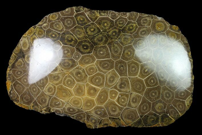 Polished Fossil Coral (Actinocyathus) - Morocco #136302